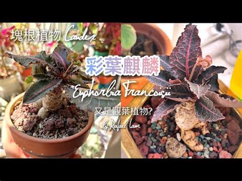 柳葉麒麟照顧|如何栽培和照顧麒麟座多肉植物：完整指南 